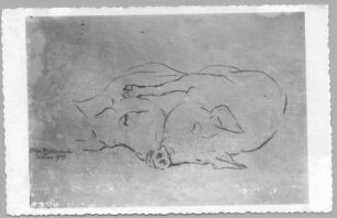 Zwei liegende Schweine : Zwei liegende Schweine (Naturstudie). Kohlezeichnung (1939; E. Richter). Dresden-Südvorstadt, Eisenstuckstraße, Atelier der Künstlerin