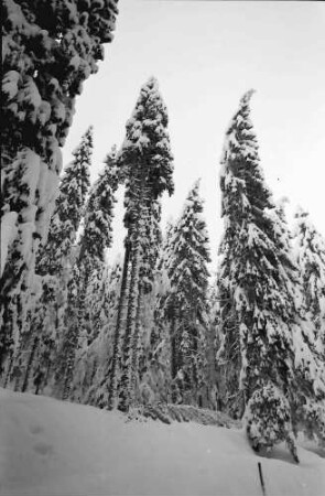 St. Blasien - Todtmoos: Verschneiter Tannenwald