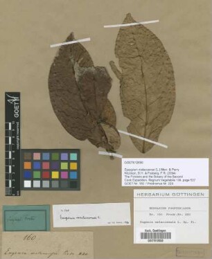 Eugenia mlaccensis L.
