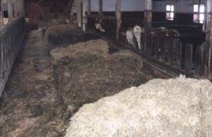 Fotografie: Futtervorlage, Palisadenfressgitter, Kalb, Liegeboxenlaufstall