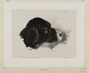 Kopf eines Hundes, Blatt 9 der Folge "Skizzen und Pochaden"