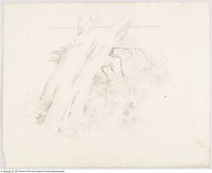 Baumstudie