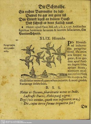 XLIX. Hirundo