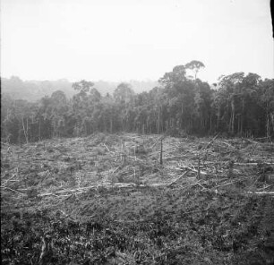 Anbauphasen : Blick über drei Stufen des Anbaus: Urwald, gerodete Fläche und Kaffeesträucher.