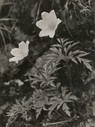Europa. Alpen-Kuhschelle oder Alpen-Küchenschelle (Pulsatilla alpina, Syn.: Anemone alpina L.)