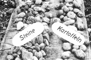 Stein und Kartoffeltrennung