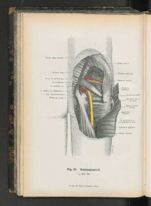 Fig. 95. Gesässgegend.