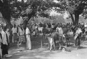Viehmarkt in Gondangwatan : Viehmarkt in einer Landschaft
