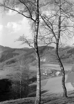 Landwasser: Landschaft, Blick ins Tal, Vordergrund zwei Birken