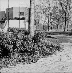 Vandalismus: Bürgerpark: beschädigte Sträucher am Hallenbad: rechts Weg: hinten links Gebäude