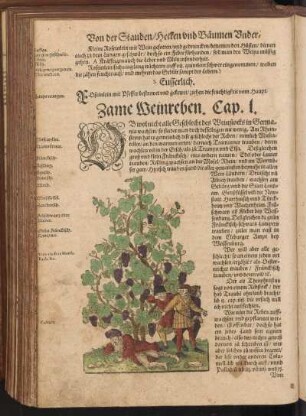 Zame Weinreben, Cap. L