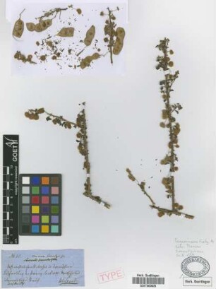 Mimosa lorentzii Griseb. [holotype]