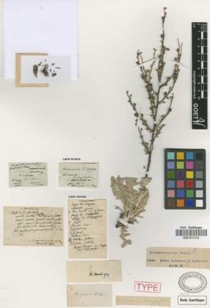 Verbascum leucophyllum Griseb.