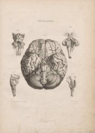 Origines nervorum cerebrum