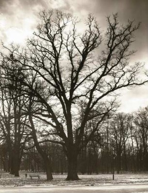 Stieleiche (Quercus robur, Syn.: Quercus pedunculata), auch Sommereiche oder Deutsche Eiche im Großen Garten in Dresden, entlaubter Baum