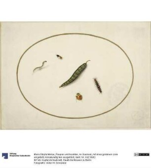 Raupen und Insekten, im Queroval, mit einer goldenen Linie eingefaßt, miniaturartig fein ausgeführt
