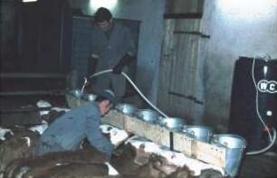 Fotografie: Fütterungstechnik, Kalb, Gruppenhaltung, Tränkeeimer, Verteilpistole