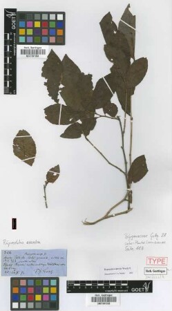 Ruprechtia excelsa Griseb.