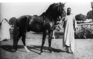 eines der Waziri von Bornu´s Pferde