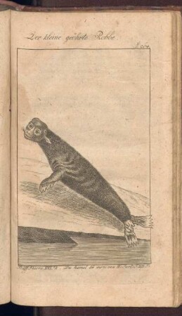 Der kleine geöhrte Robbe
