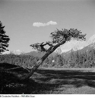 Bäume in einem Tal in den Alpen