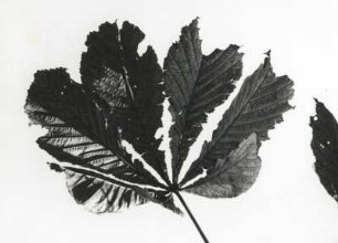 Gewöhnliche Rosskastanie (Aesculus hippocastanum), auch Gemeine Rosskastanie oder Weiße Rosskastanie. Blatt in Herbstfärbung