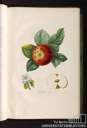 Pomme aléose.