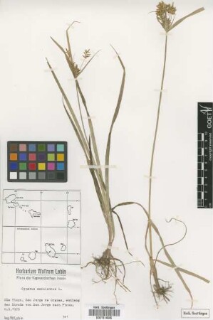 Cyperus esculentus L.