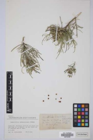 Kunkeliella subsucculenta Kämmer
