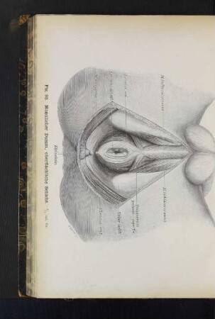 Fig. 93. Männlicher Darm, oberflächliche Schicht.