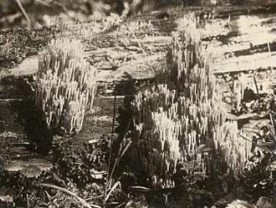 Europa. Keulchen (Clavaria)