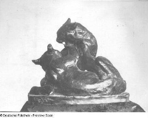 Kämpfende Katzen
