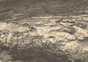Kiesgrube im Wisenstälchen wsw Georgewitz bei Löbau. Feingeschichtete Sande und Kiese über gestauchten Lehmlagern (helle tonige Sande mit unegelmäßiger Lagerung): Altpleistozän, Fe-u. Mn-schüssig