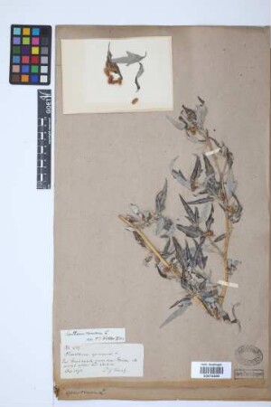 Xanthium spinosum L.