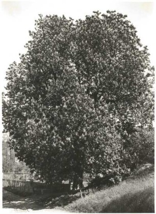 Gewöhnliche Rosskastanie (Aesculus hippocastanum), auch Gemeine Rosskastanie oder Weiße Rosskastanie in Ziegenhain an der Mühle