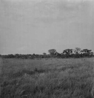 Savannenlandschaft : Blick über Zentralafrikanische Savannenlandschaft