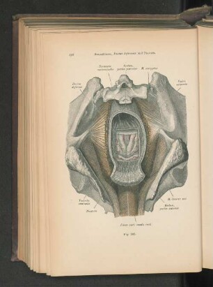 Fig. 387. Samenblasen, Ducuts deferentes und Prostata.