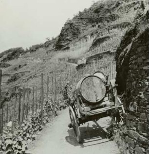 Neef/Mosel, Weg durch die Weinberge am Friedhof. Karren mit Spritzflüssigkeit