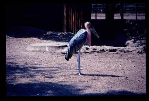 Marabu 31.7.71.