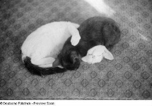 Katzen