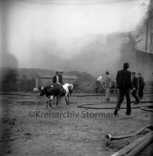 Gut Altfresenburg: Brand des Bullenstalls: Gutsarbeiter beim Treiben von jungen Mastbullen: links und rechts Feuerwehrmänner: dahinter Heuhaufen: vorn Wasserschläuche: hinten hinter Rauchschwaden brennender Stall: 23.08.1971