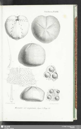 Pl. 868