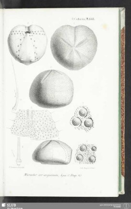 Pl. 868