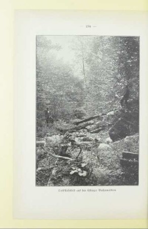 Landschaftsbild aus den Elbinger Buchenwäldern