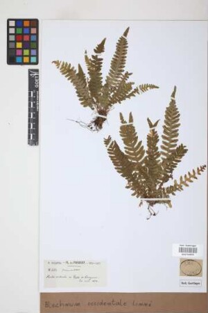 Blechnum occidentale L.