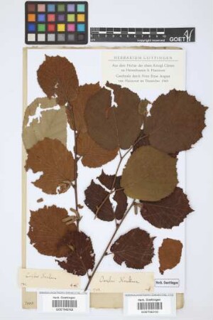 Corylus avellana L.