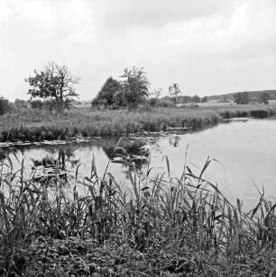 Drahtteich: vorn Schilf: hinten Büsche und Bäume