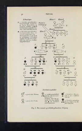 Fig. 5. Der rezessiv geschlechtsgebundene Erbgang