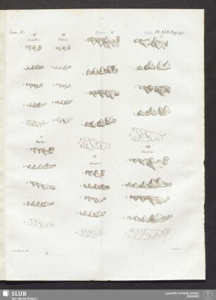 Pl. XVII. pag. 290