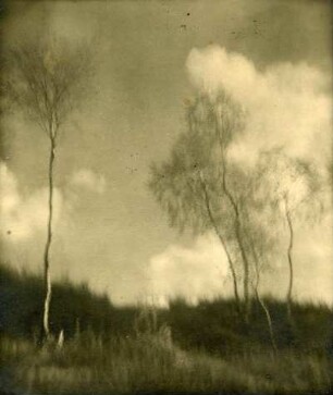Birken am Erbsenberg